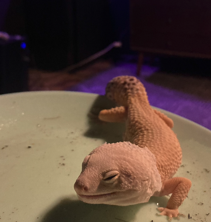 a gecko shedding his skin with his feet in water