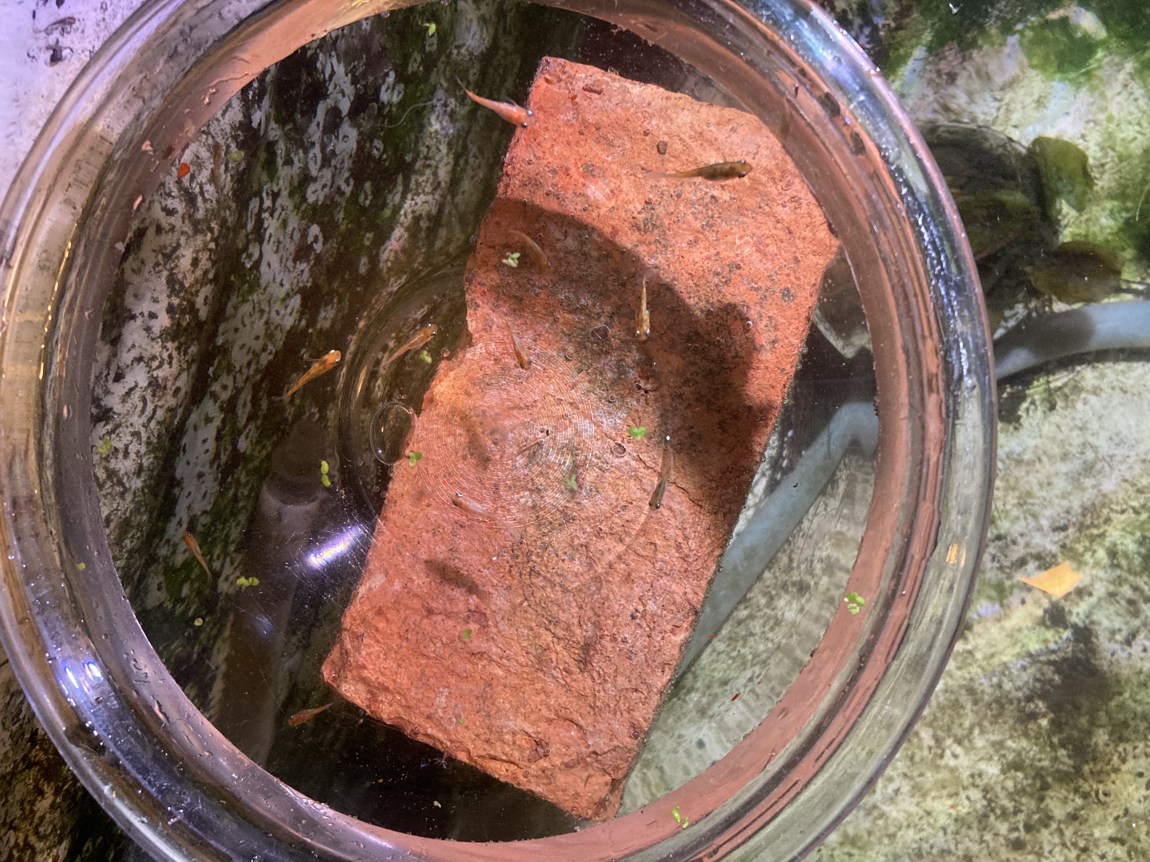 a gecko shedding his skin with his feet in water