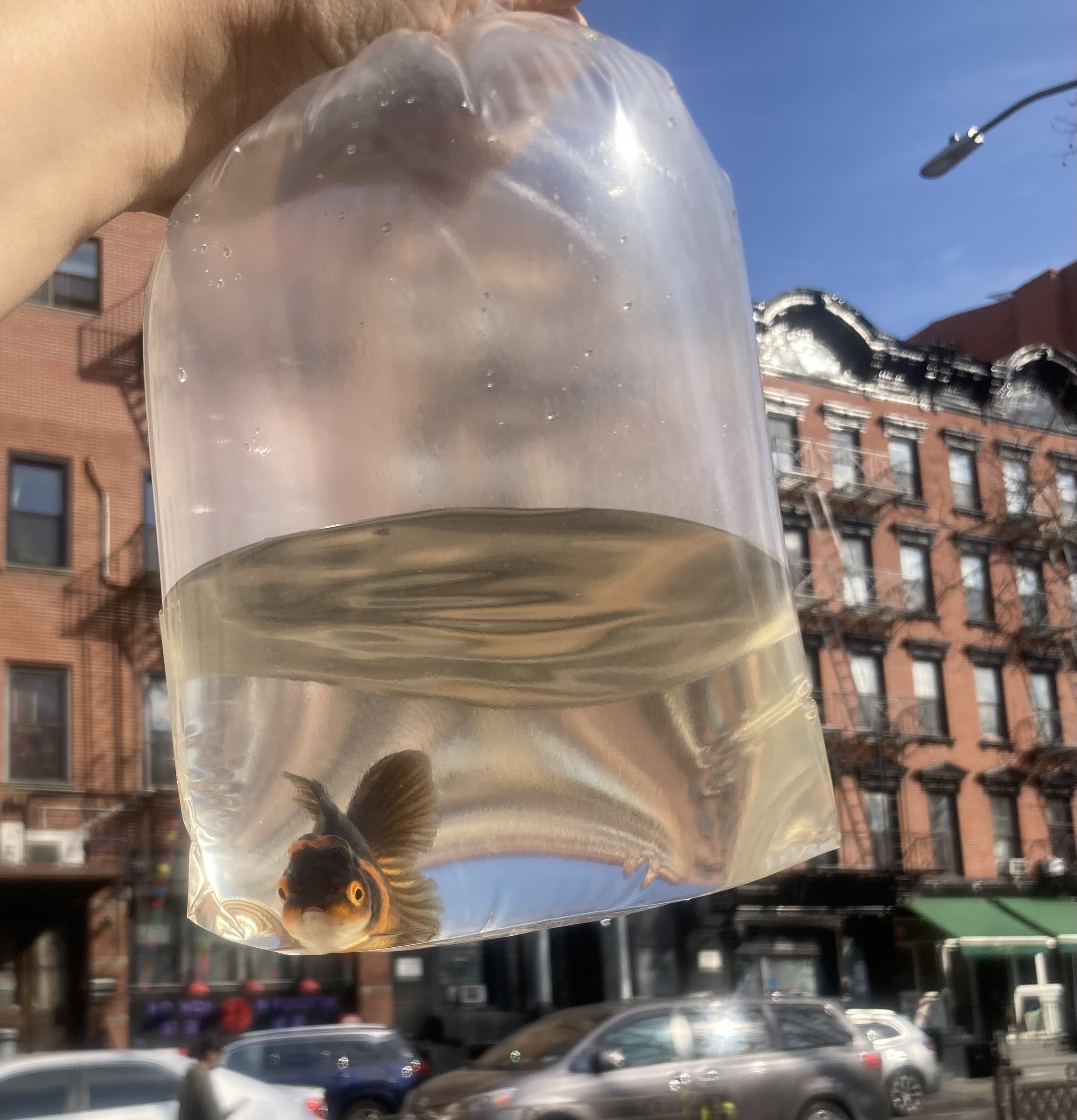 an extremely cute goldfish in a bag in NYC