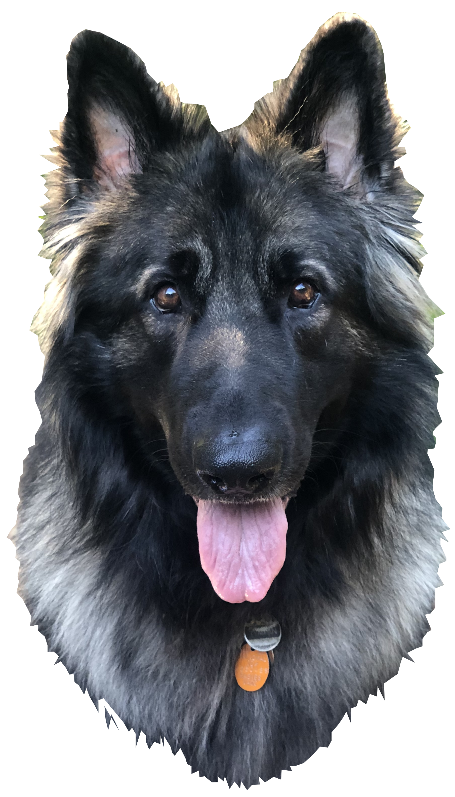 a grey, wolflike shepherd looking at the camera